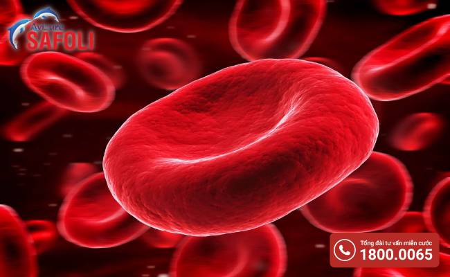 Vitamin B12 rất cần thiết cho quá trình hình thành tế bào hồng cầu