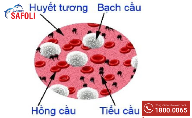 Cấu tạo tế bào máu